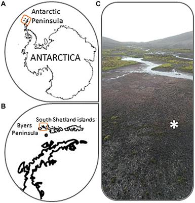 Carbon Pathways Through the Food Web of a Microbial Mat From Byers Peninsula, Antarctica